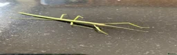 Stick Insects invertebrates for sale: Indian Stick Insects £1 each or 6 for £5  - Advert 2