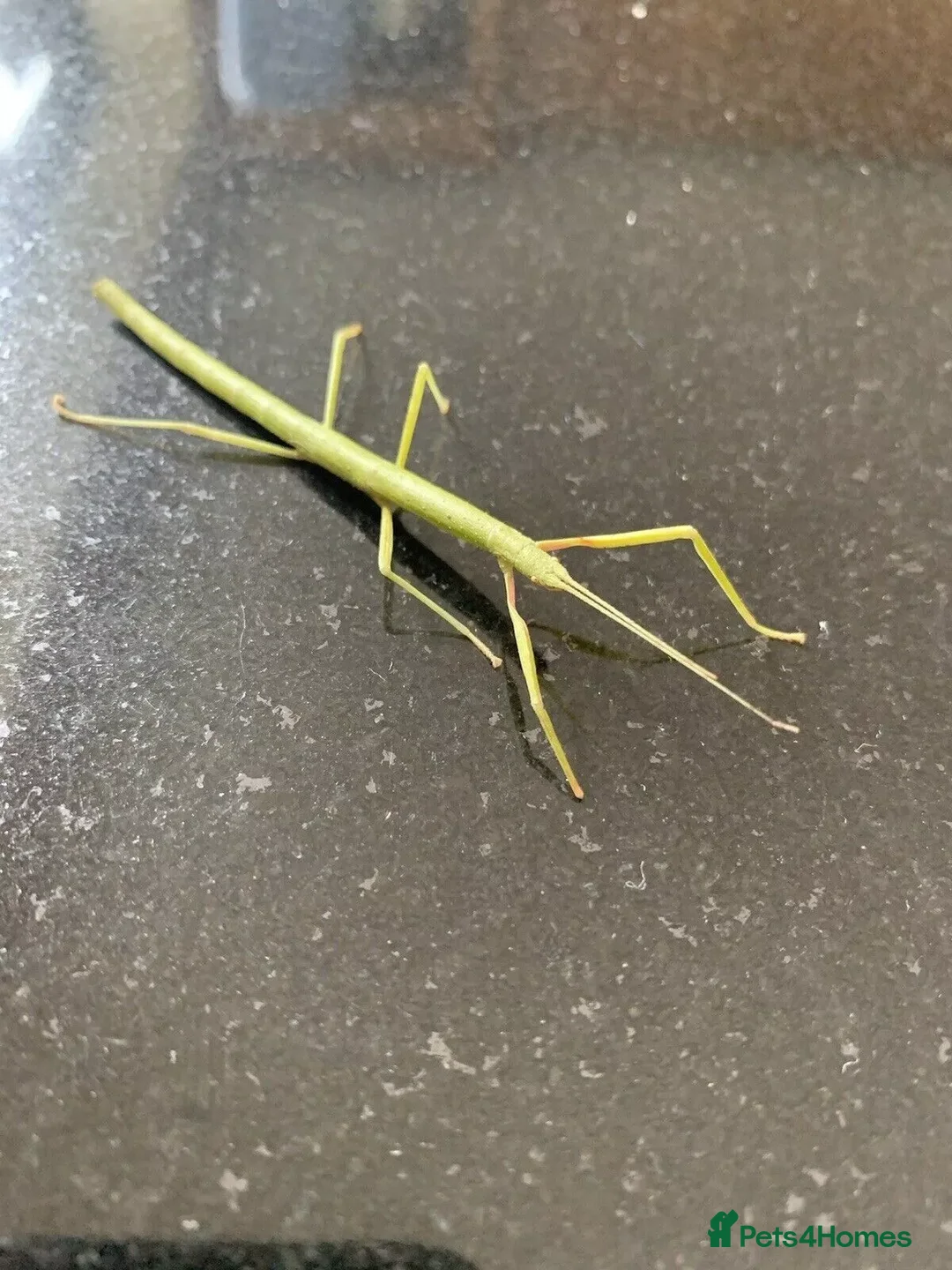Stick Insects invertebrates for sale: Indian Stick Insects £1 each or 6 for £5  - Advert 2