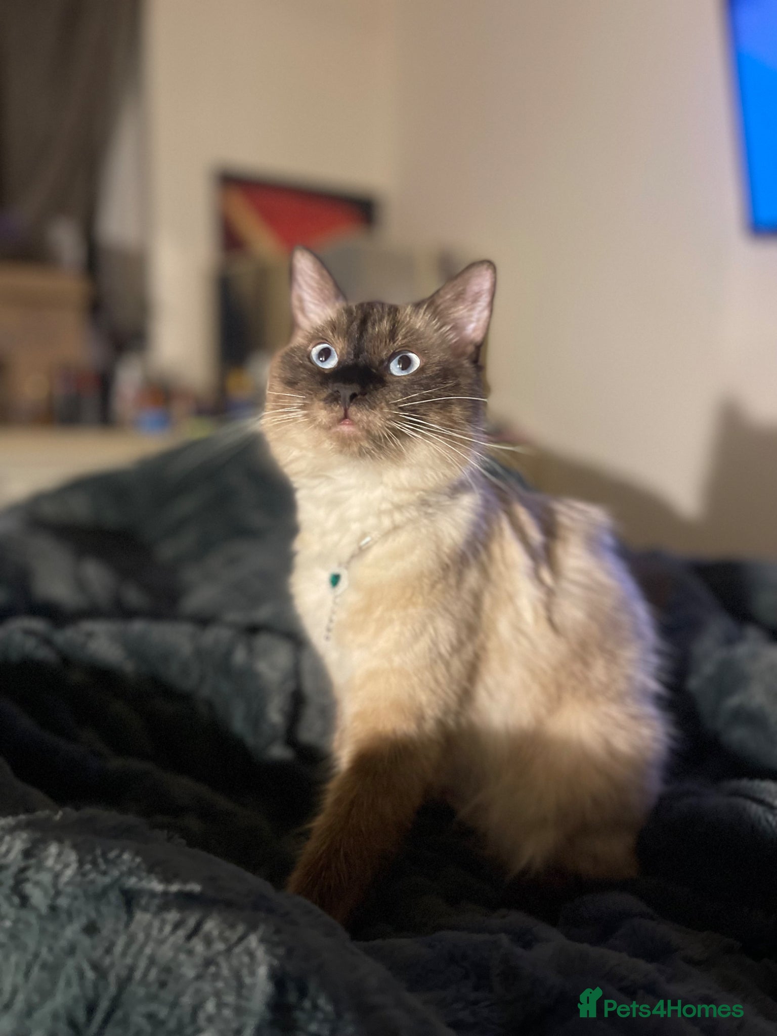 Ragdoll cats Cutest ragdoll looking for a good home.  - Advert 7