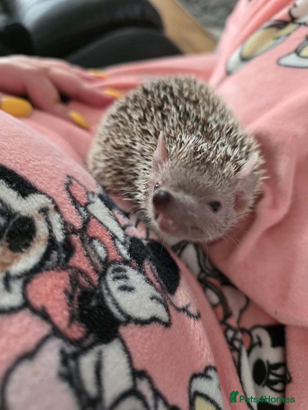 Pygmy Hedgehog rodents for sale: Beautiful tenrec & setup  - Image 2