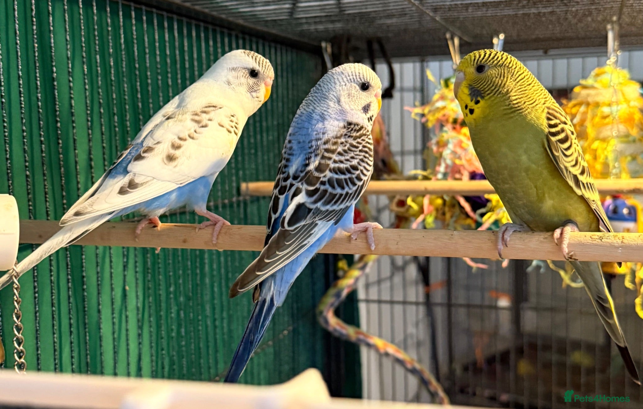 Budgerigars birds   budgies  available 9 weeks old  - Advert 1