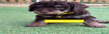 Cockapoo 3