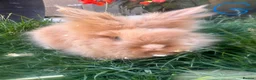 Lionhead rabbits for sale: Lionhead rabbits for sale  - Advert 10