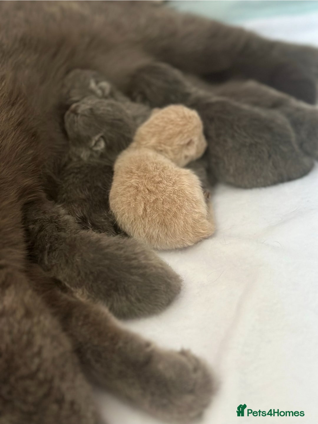 British Shorthair cats for sale: GCCF Registered - British Shorthair Kittens - Advert 6