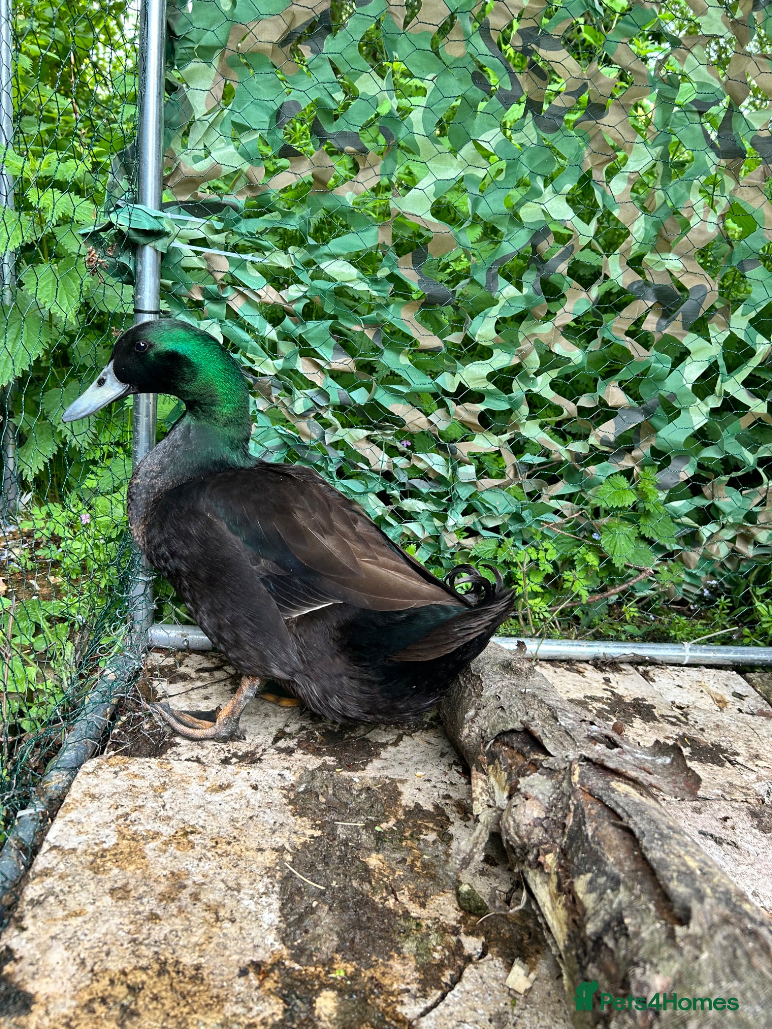 Ducks poultry Cayuga Cross drake - Advert 17