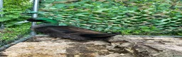 Ducks poultry for sale: Cayuga Cross drake - Advert 1