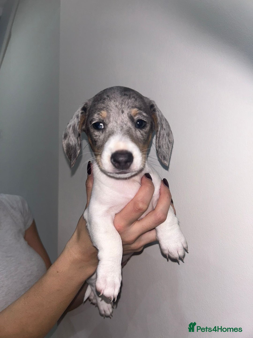 Miniature Dachshund dogs for sale: 4 MINIATURE DACHSHUND PUPPIES 🤍  - Advert 2