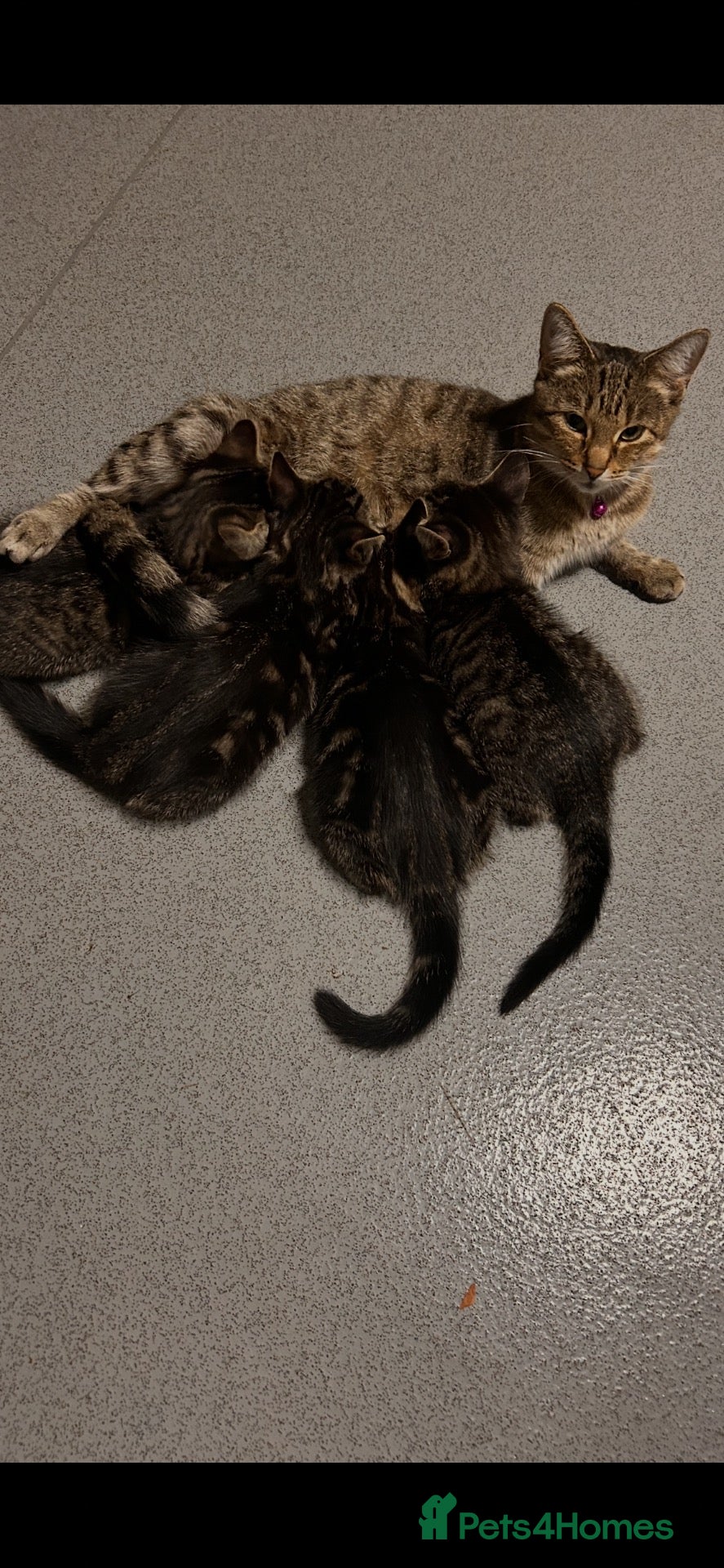 Mixed Breed cats Kittens  - Advert 2