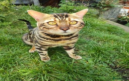 Bengal cats for sale: 🐆 Stunning TICA Registered Bengals Available 🐾 - Image 3