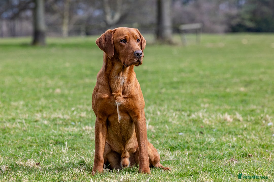 Labrador Retriever dogs for stud: ✨PROVEN FULLY HEALTH TESTED WORKING RED LABRADOR✨ in Hawes - Advert 3
