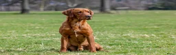 Labrador Retriever dogs for stud: ✨PROVEN FULLY HEALTH TESTED WORKING RED LABRADOR✨ in Hawes - Advert 7