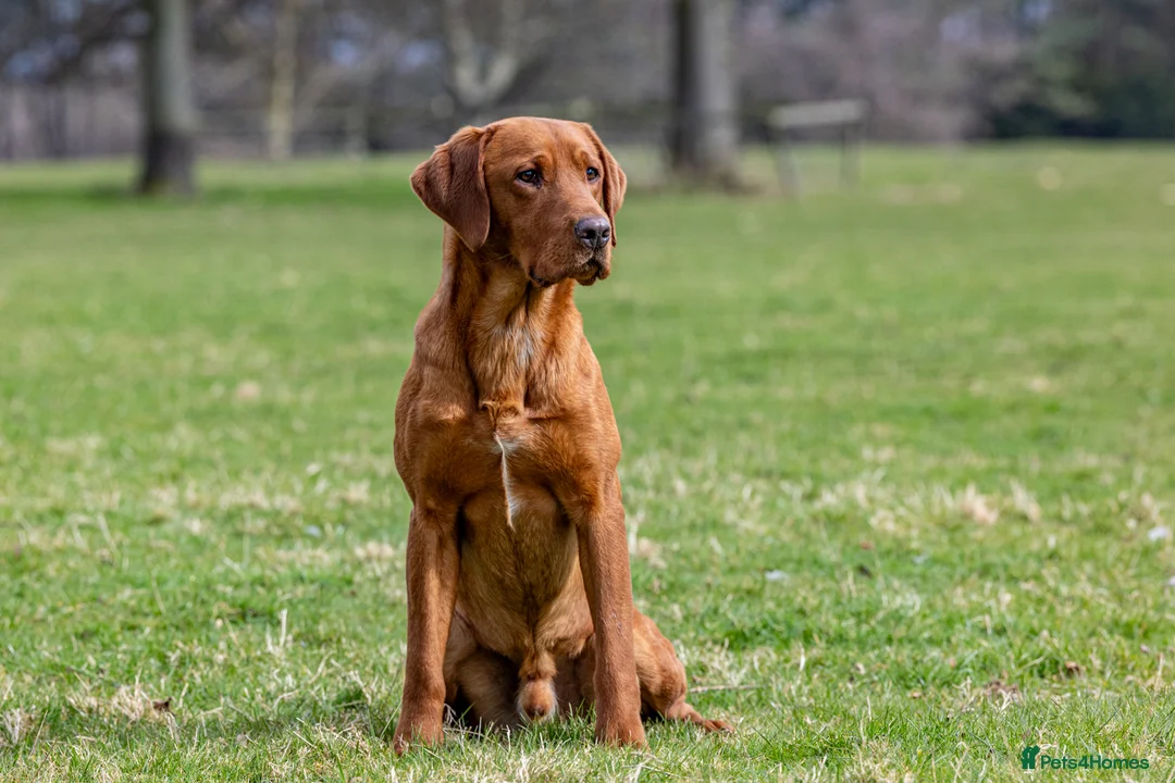 Labrador Retriever dogs for stud: ✨PROVEN FULLY HEALTH TESTED WORKING RED LABRADOR✨ in Hawes - Advert 7