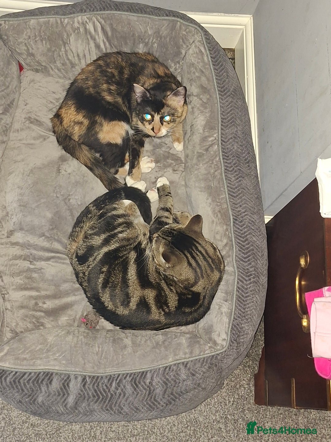 Domestic Shorthair cats for sale: Male and female - Advert 3