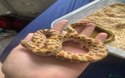 Snake reptiles for sale: Hognose snake and set up  - Image 1