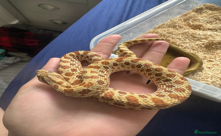 Snake reptiles - Advert 1