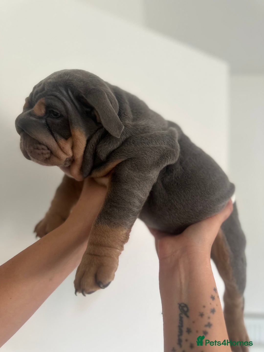 English Bulldog dogs for sale: Stunning KC Registered English Bulldog Puppies - Image 16