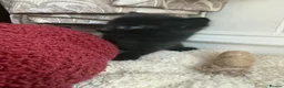 Mixed Breed cats for sale: Mix litter of beautiful kittens - Advert 3