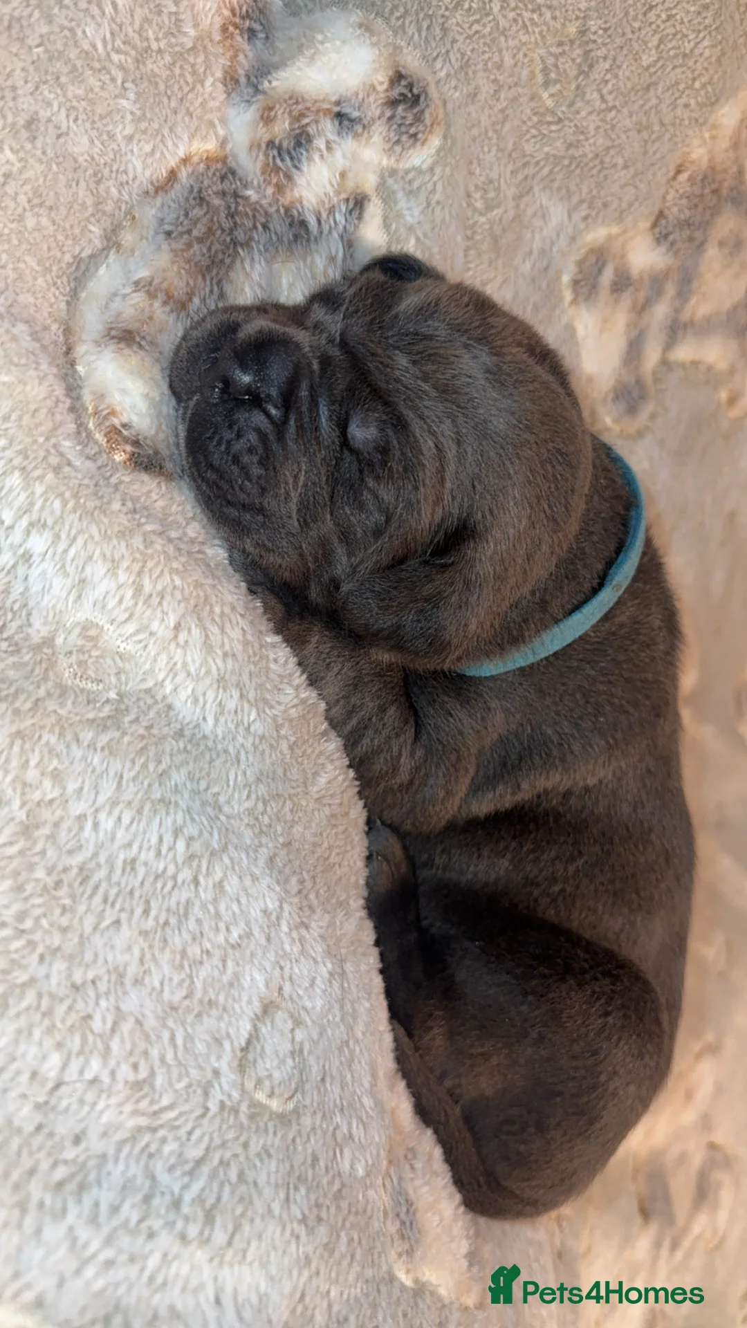 Cane Corso dogs for sale: Beautiful blue cane corsos - Advert 18