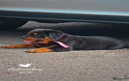 Rottweiler dogs for sale: Top quality Rottweiler pups - Image 2