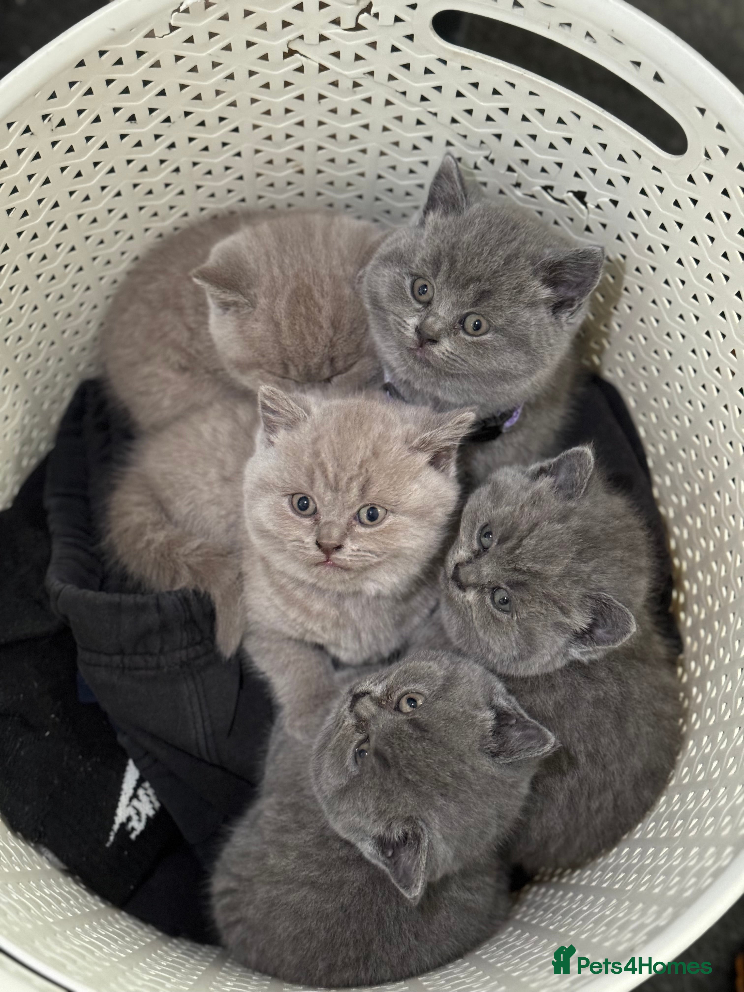 British Shorthair cats British shorthair lilac and blue - Advert 13