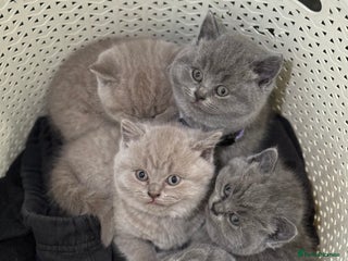 British Shorthair cats British shorthair lilac and blue - Advert 6