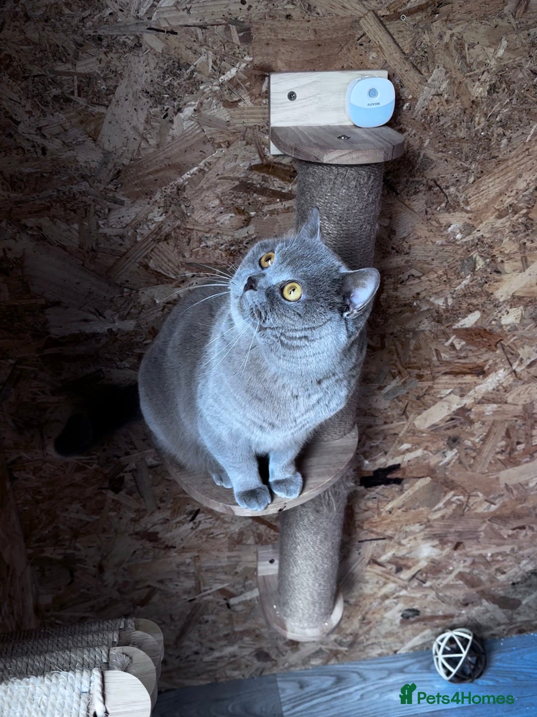 British Shorthair cats for stud: ⭐️LILAC STUD BOY ( GCCF, TICA REG )  in Preston - Image 4