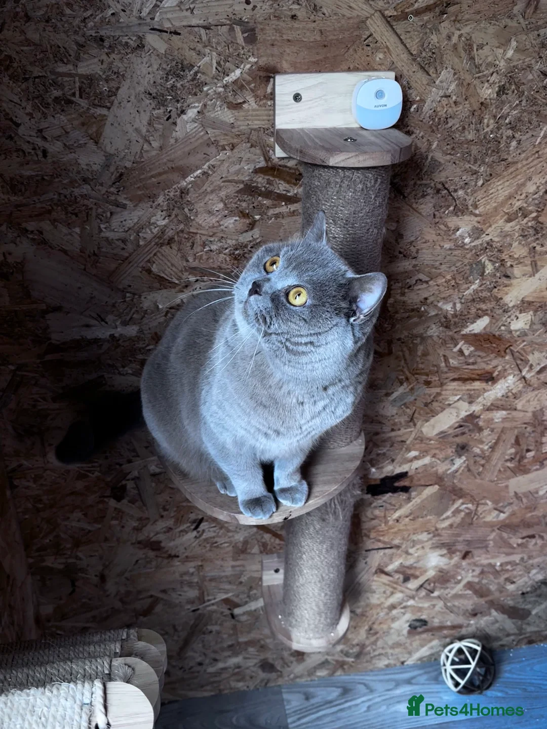 British Shorthair cats for stud: ⭐️LILAC STUD BOY ( GCCF, TICA REG )  in Preston - Advert 4