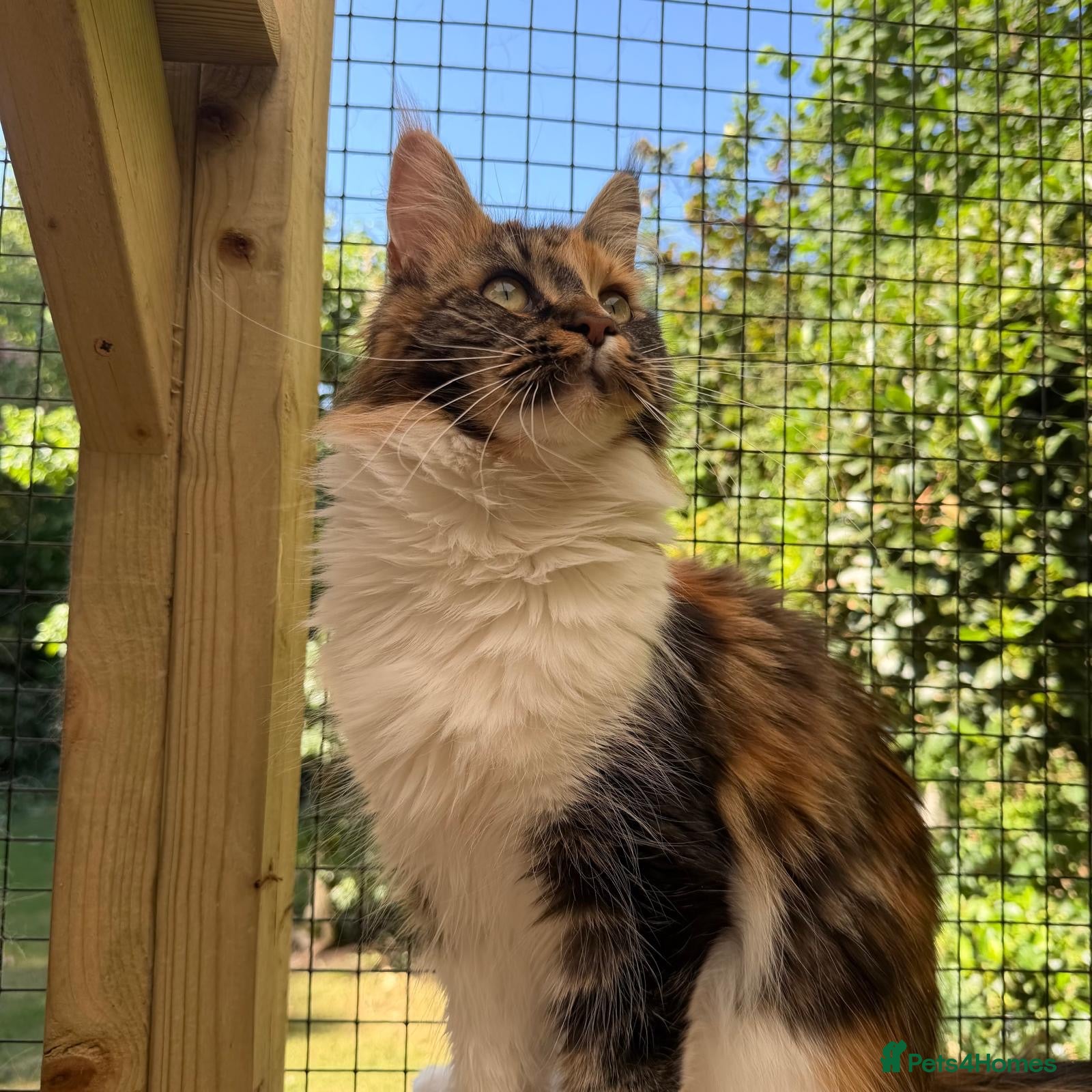 Maine Coon cats Rare Beautiful Torti Female Maine Coon  - Advert 6