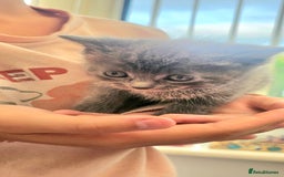Mixed Breed cats for sale: 2 mixed breed girls(black ones left now). - Image 17