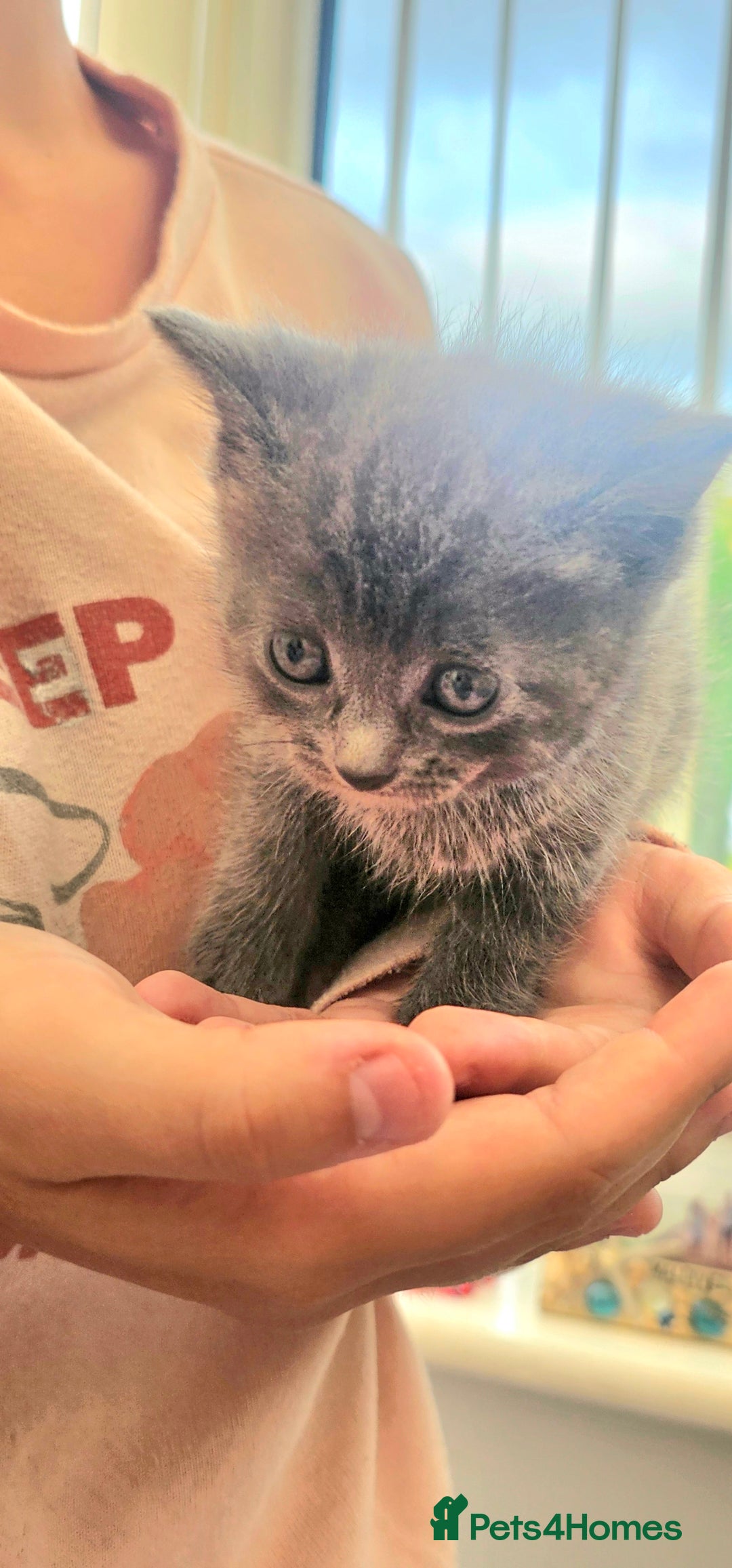 Mixed Breed cats for sale: 2 mixed breed girls(black ones left now). - Image 17