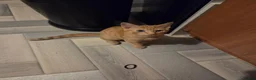 Domestic Shorthair cats for sale: Ginger male 16 weeks old  in Dumbarton - Advert 1