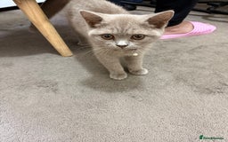 British Shorthair cats for sale: British short hair cats - Image 6