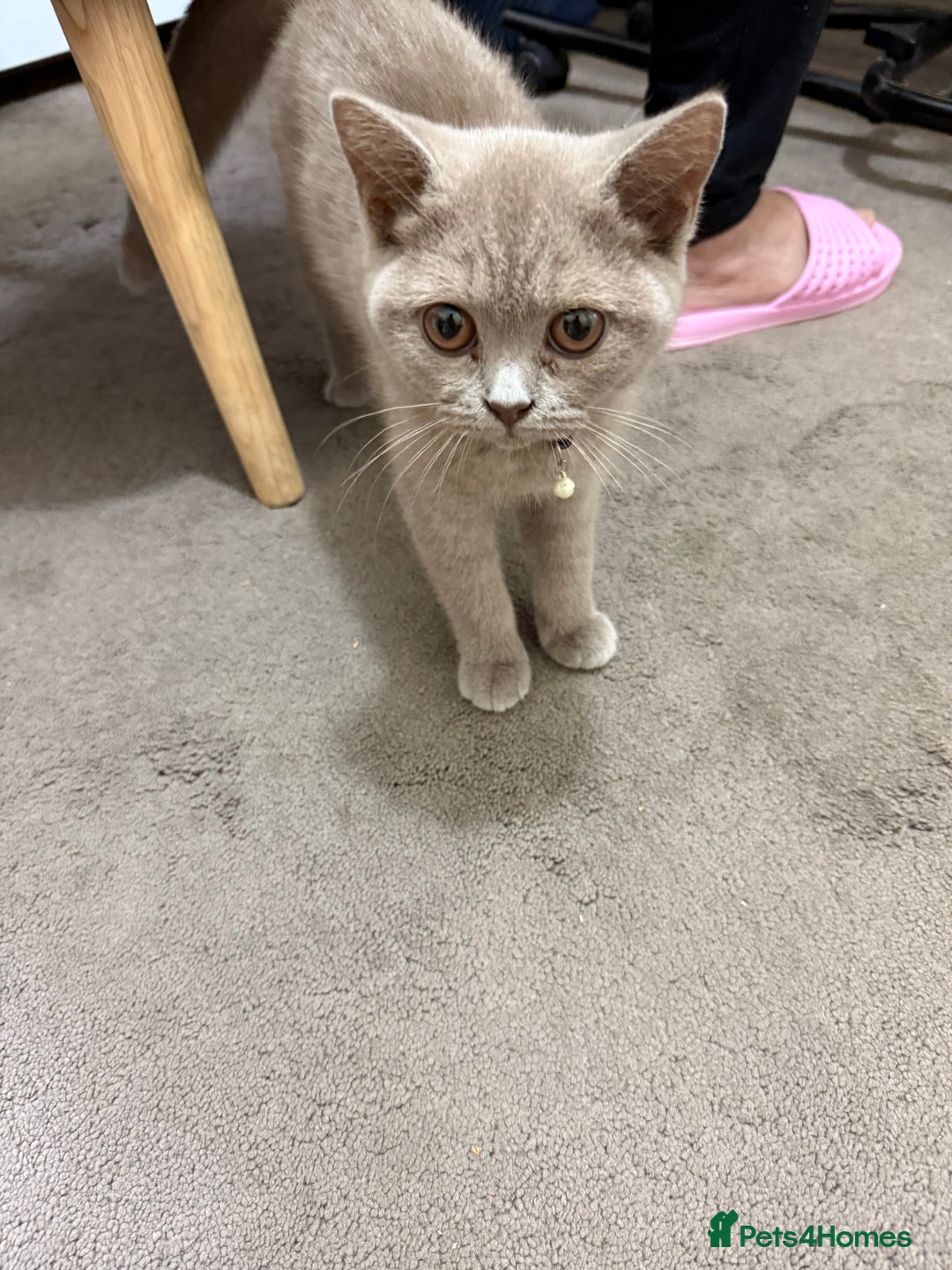 British Shorthair cats for sale: British short hair cats - Image 6