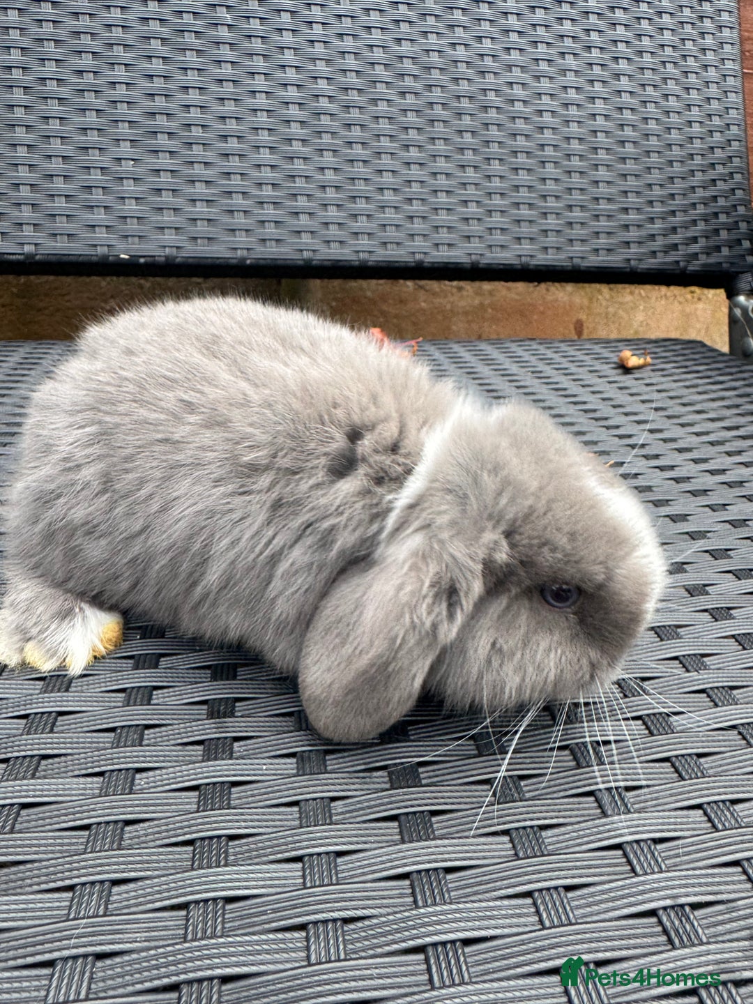 Mini Lop rabbits for sale: Pure mini lops  - Advert 10