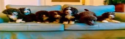 Spanish Water Dog dogs for sale: KC Spanish Water Dog Pups-Coastal Raised with ENS  - Advert 8