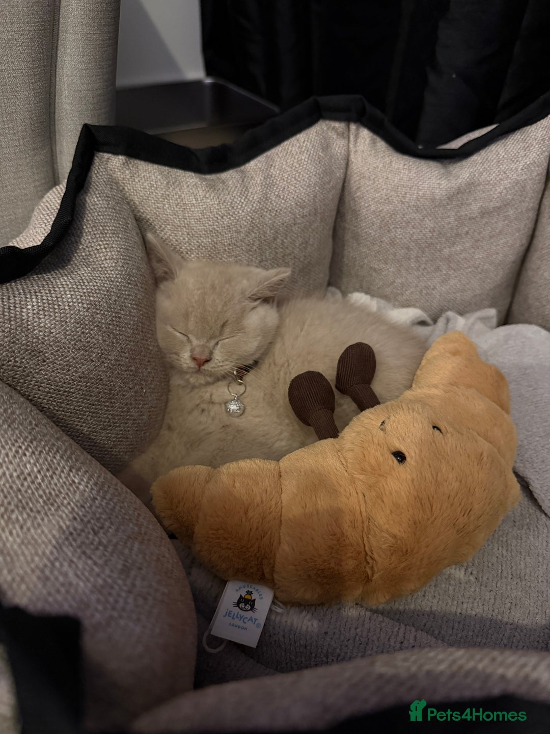 British Shorthair cats for sale: Lilac British Shorthair  - Advert 6