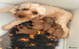Cockapoo dogs for sale: STUNNING GOLDEN F2 COCKAPOOS - Image 11