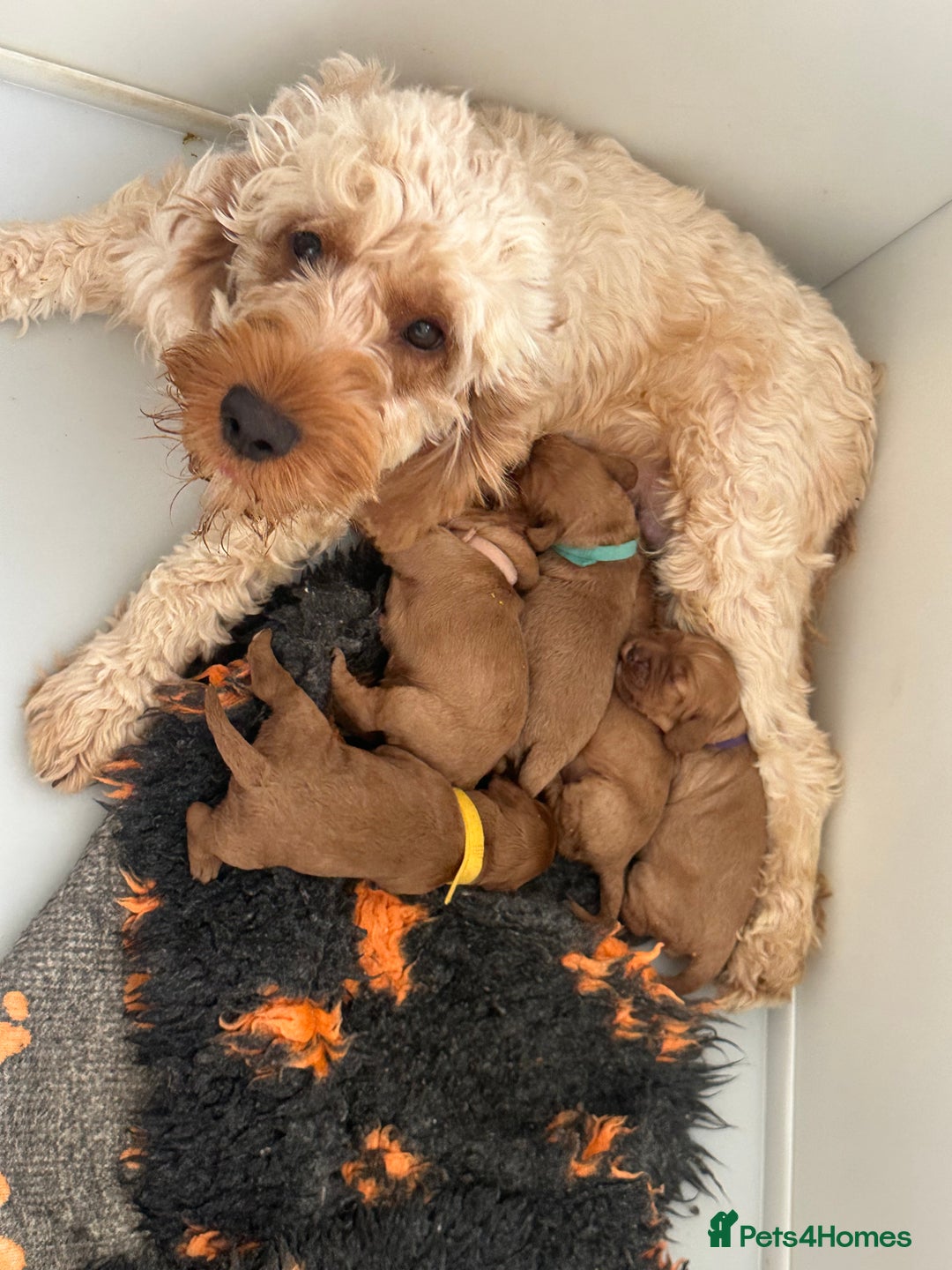 Cockapoo dogs for sale: STUNNING GOLDEN F2 COCKAPOOS - Image 11