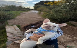 French Bulldog dogs for sale: George - Image 3
