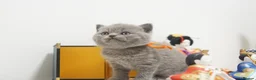 British Shorthair cats for sale: ✨ CIAOKITTY — BLUE BRITISH SHORTHAIR KITTENS ✨ in Widnes - Advert 19