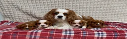 Cavalier King Charles Spaniel dogs for sale: STUNNING CAVALIER KING CHARLES PUPPIES  - Advert 9