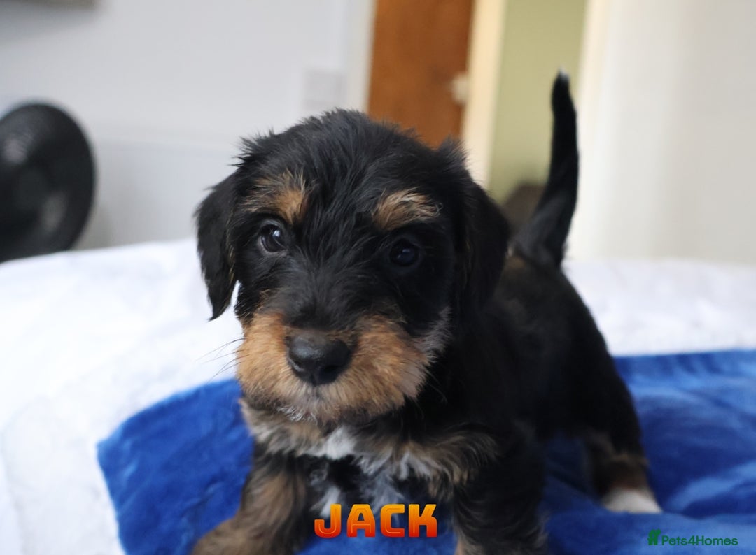 Mixed Breed dogs for sale: Parson Russell Cross Puppies  - Image 19