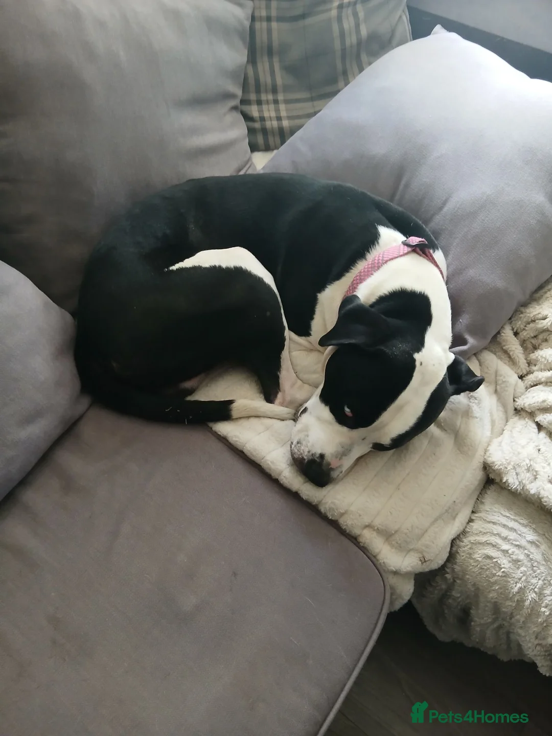 Mixed Breed dogs for sale: 2 year old boy for rehoming - Advert 2