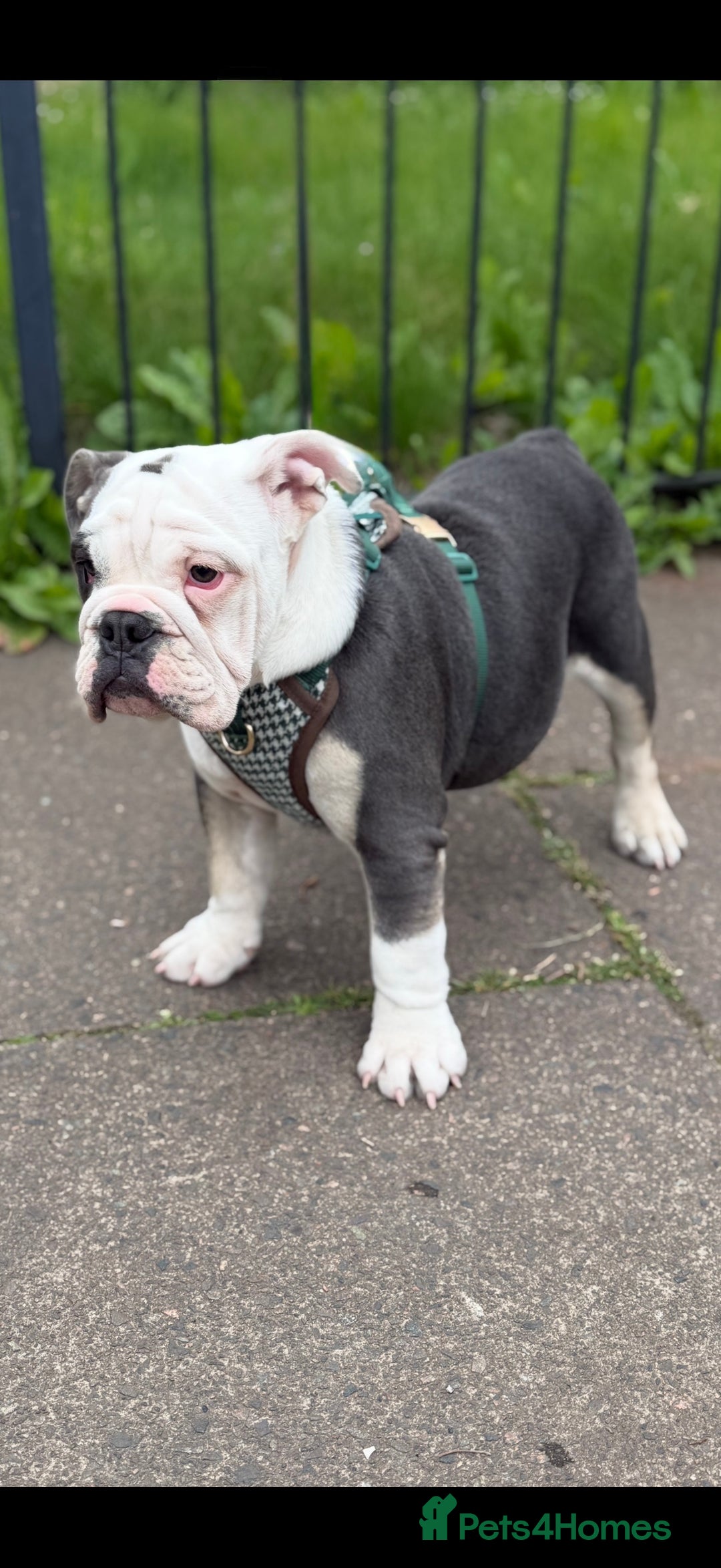 Mixed Breed dogs for sale: Bulldog puppy in Bristol - Image 2
