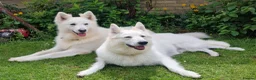 German Shepherd dogs for sale: 🔥White GSD Puppies - Ready 11th June🔥 - Advert 2