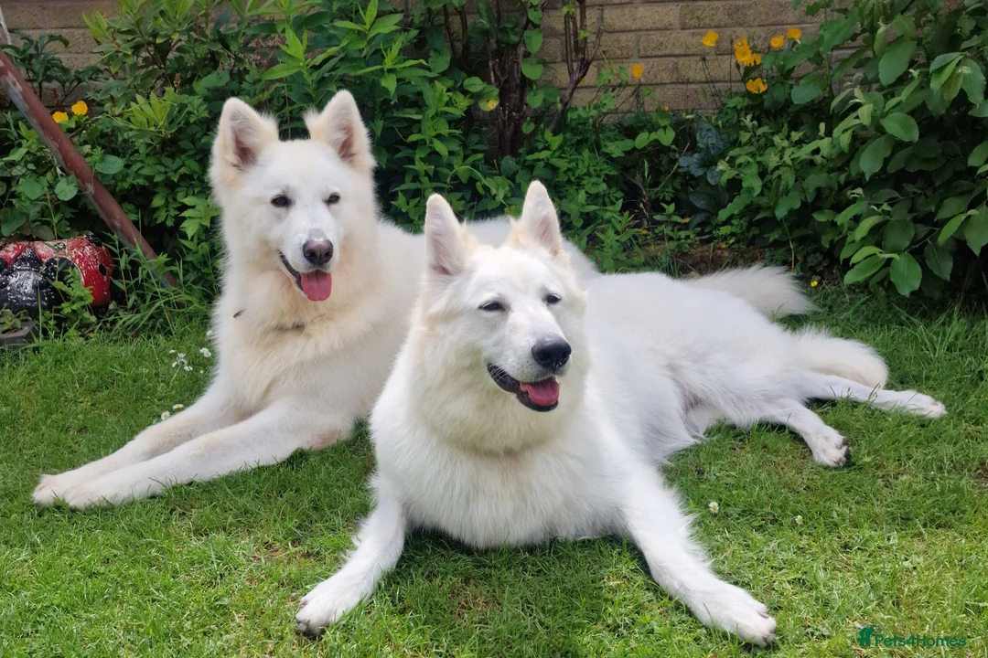 German Shepherd dogs for sale: 🔥White GSD Puppies - Ready 11th June🔥 - Advert 2