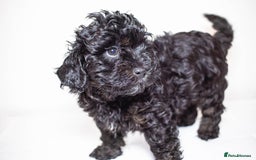 Mixed Breed dogs for sale: Havapoo. Best dogs ever. - Advert 5