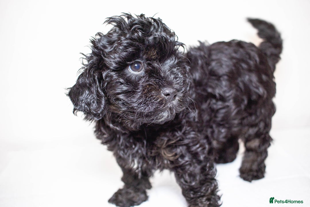 Mixed Breed dogs for sale: Havapoo. Best dogs ever. - Advert 5