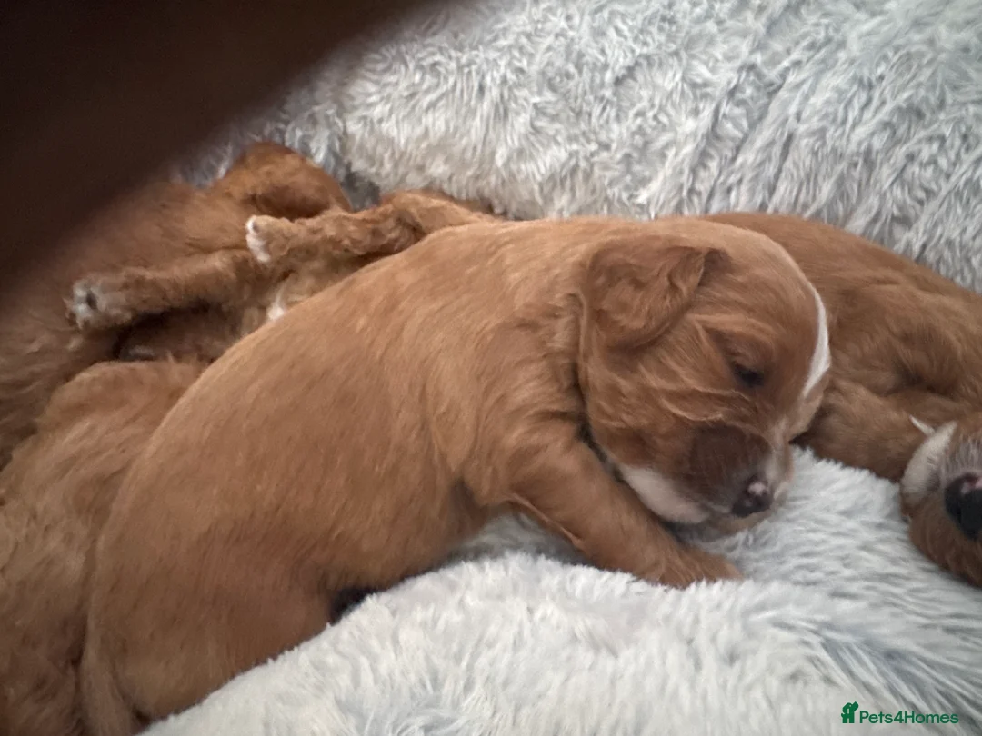 Cavapoo dogs for sale: Dog Trainer Selling Supreme Cavapoo furbabies   - Advert 32