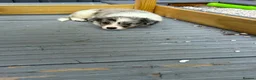 Border Collie dogs for sale: 6 blue merle border collies puppys  - Advert 9